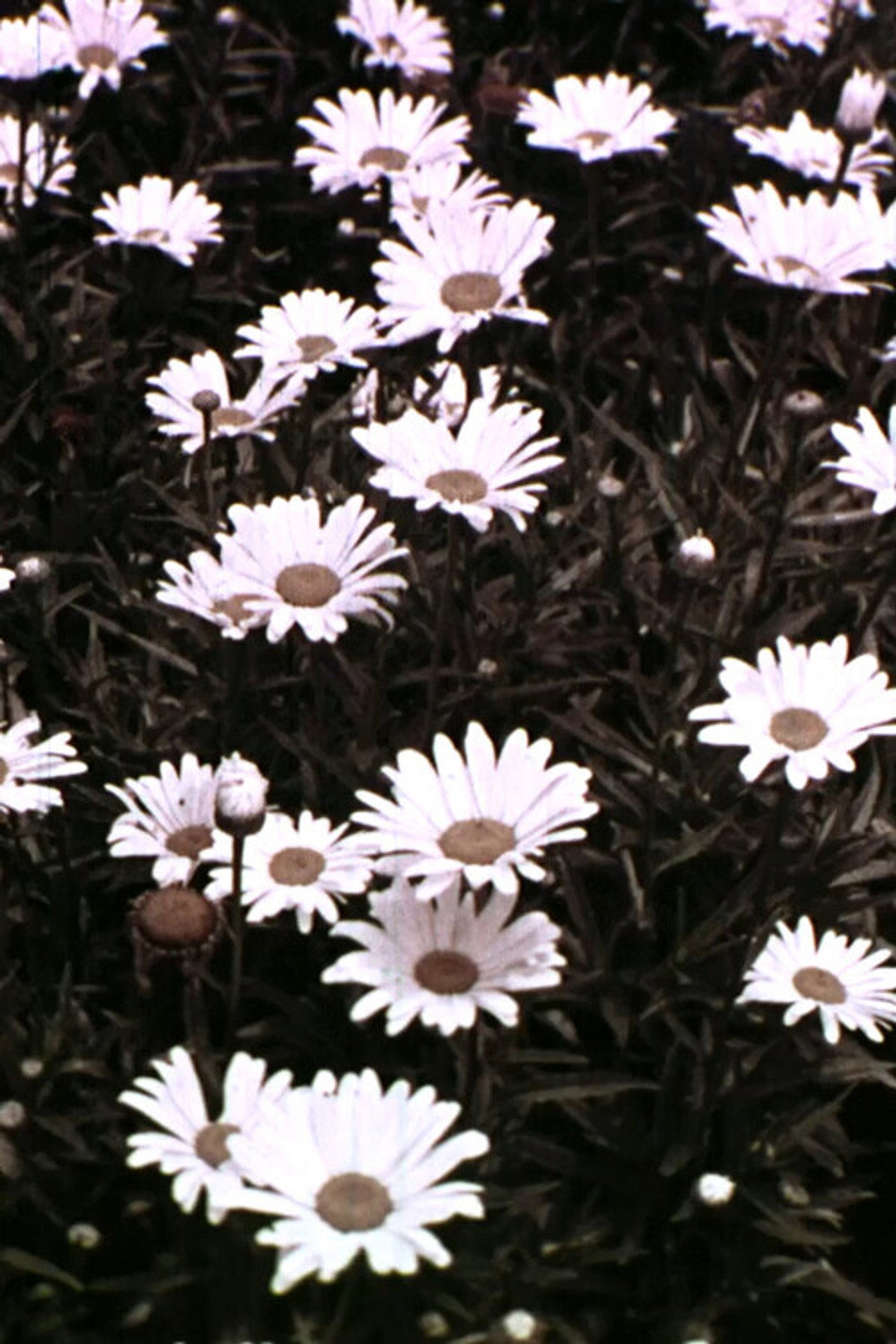 Spring Symphony