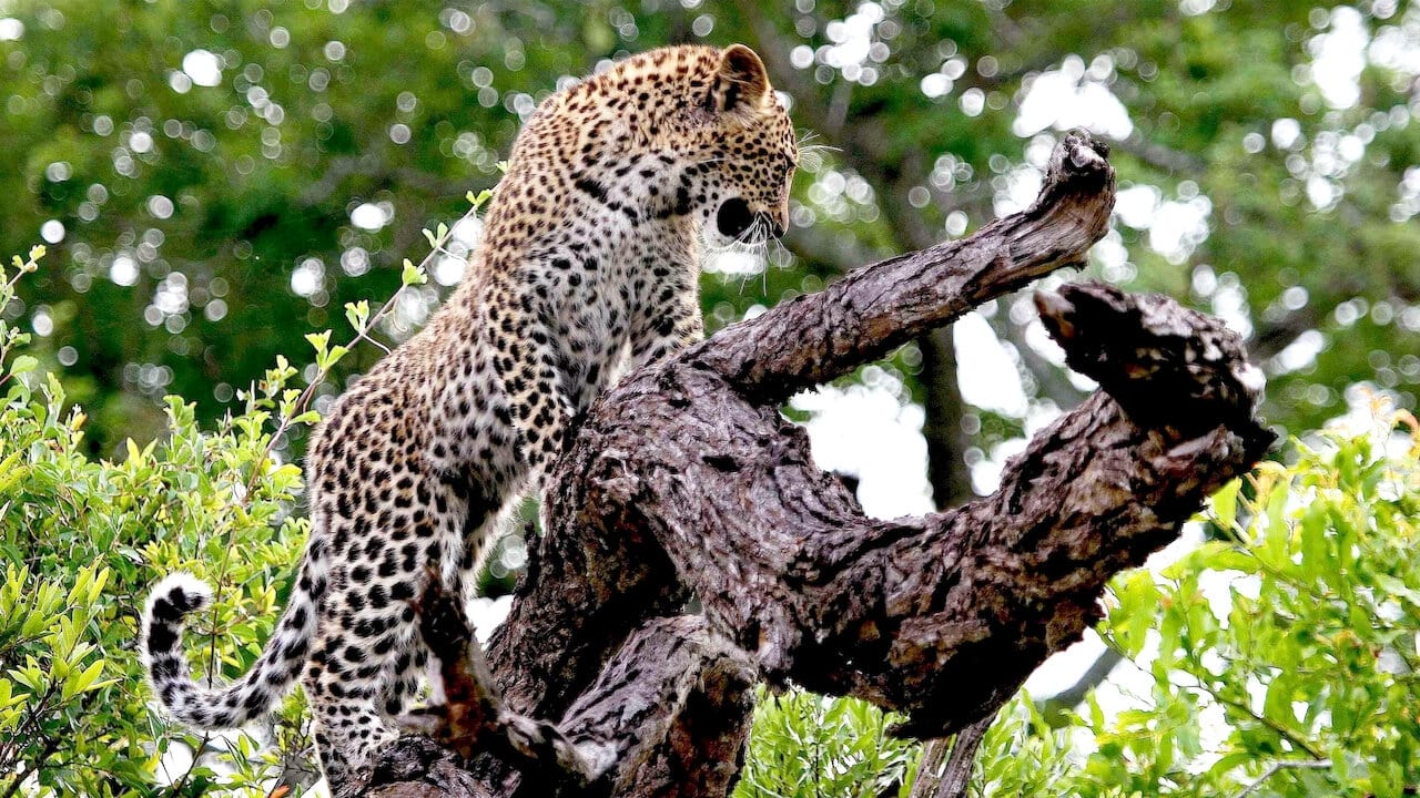 Scen från The Magic of the Leopard