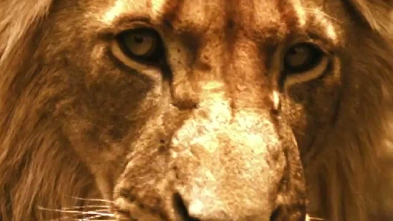 Brothers in Blood: The Lions of Sabi Sand background