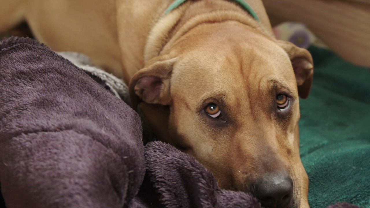 The Dog House NZ — Épisode 8