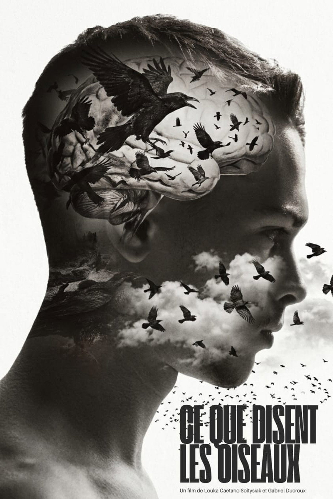 Ce que disent les Oiseaux Backdrop