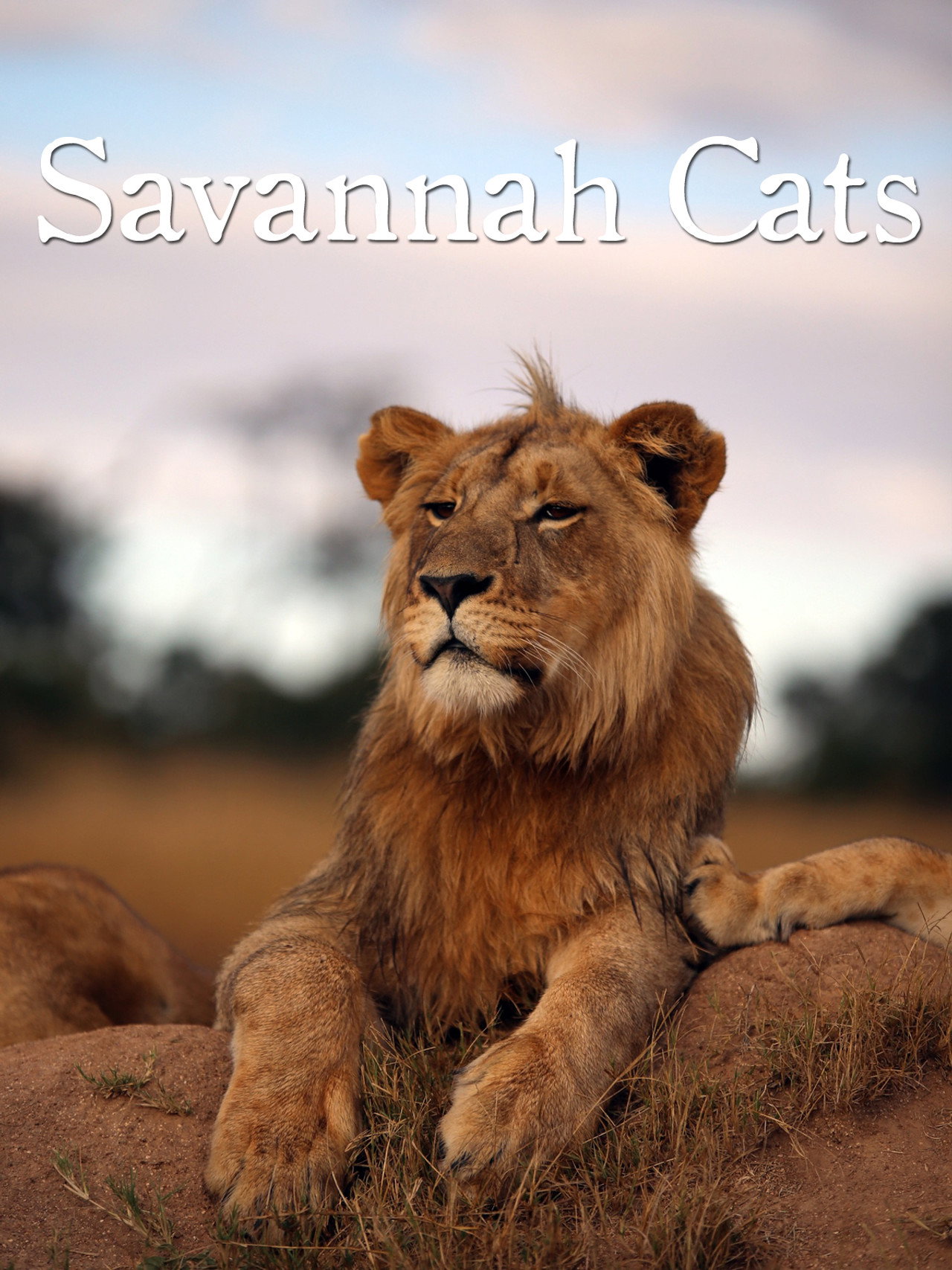 Savannah Cats filmaffisch