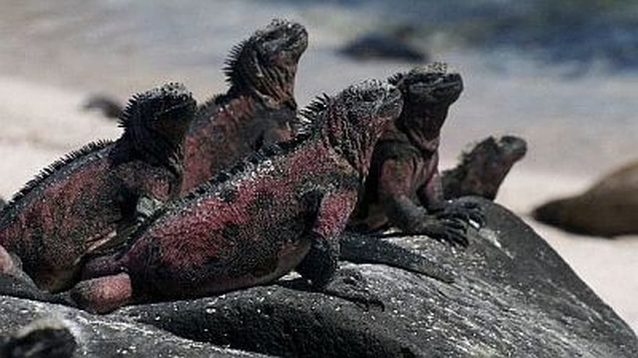 Natural World - Season 16 Episode 11 : The Dragons of Galapagos
