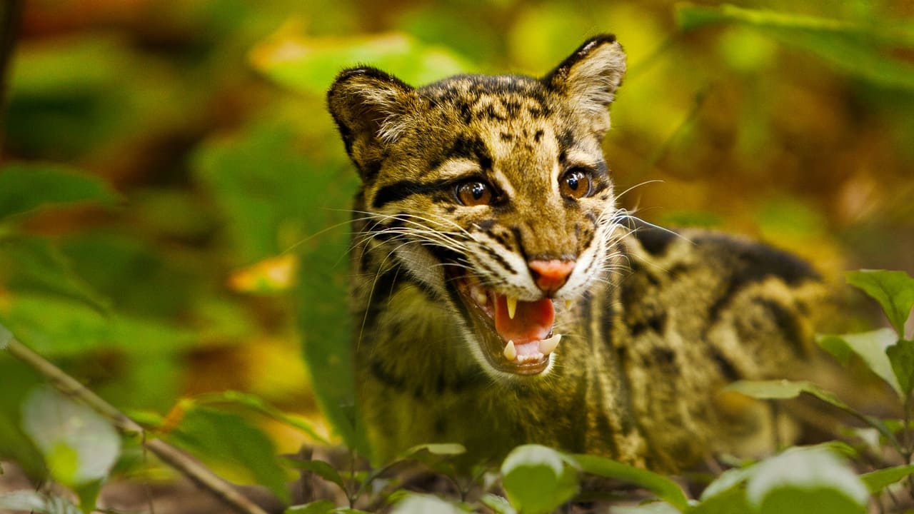 Return of the Clouded Leopards Backdrop Image