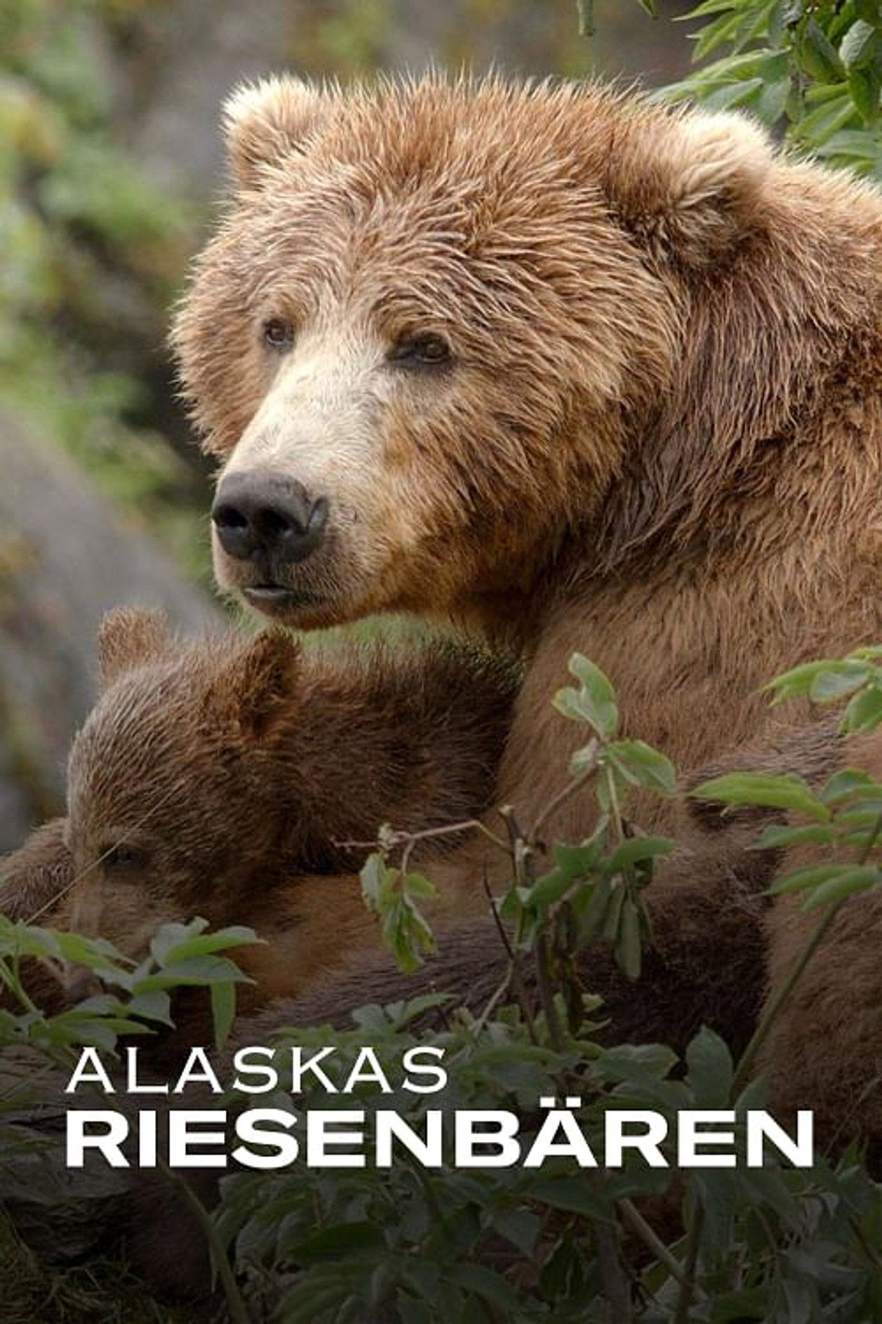 Alaskas Riesenbären filmaffisch