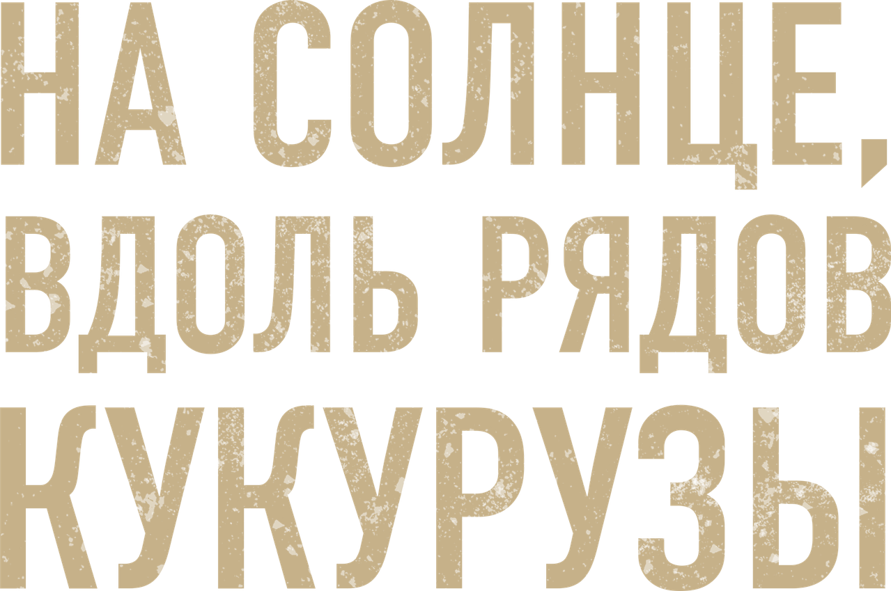 На солнце, вдоль рядов кукурузы