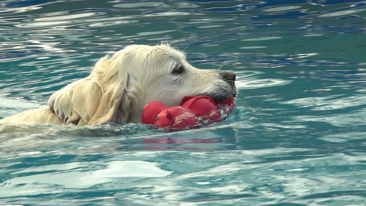 Top Jobs for Dogs — Épisode 3