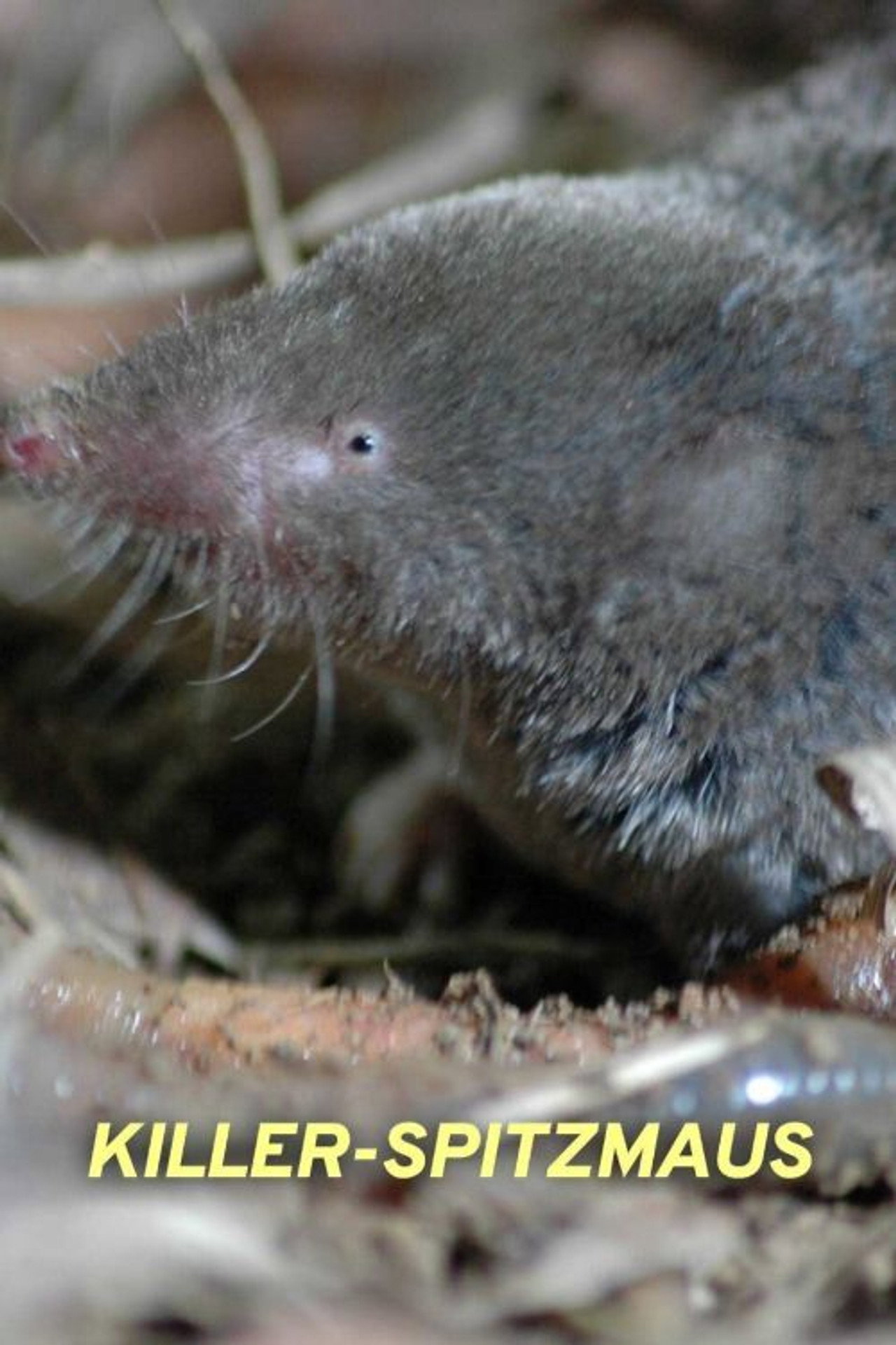 Killer Shrew filmaffisch