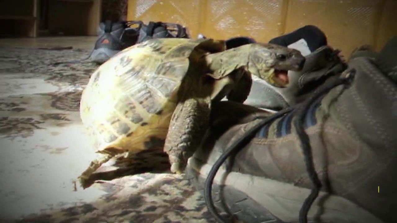 World's Weirdest — Épisode 3