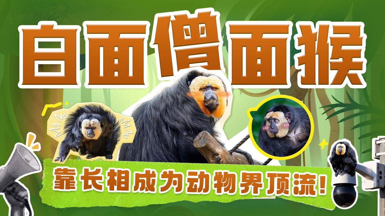 斑马百科探索 — Épisode 36