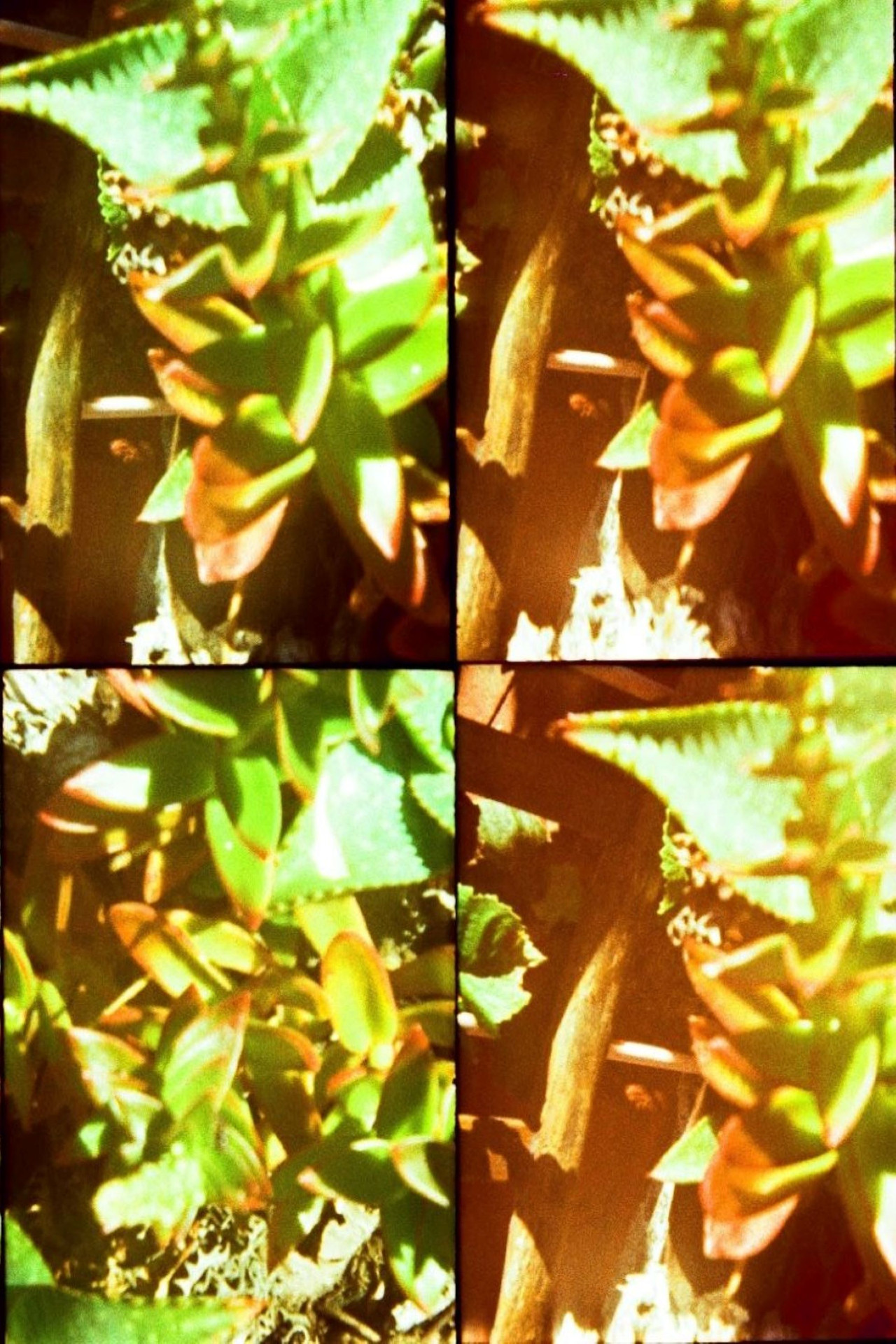Jardines filmaffisch