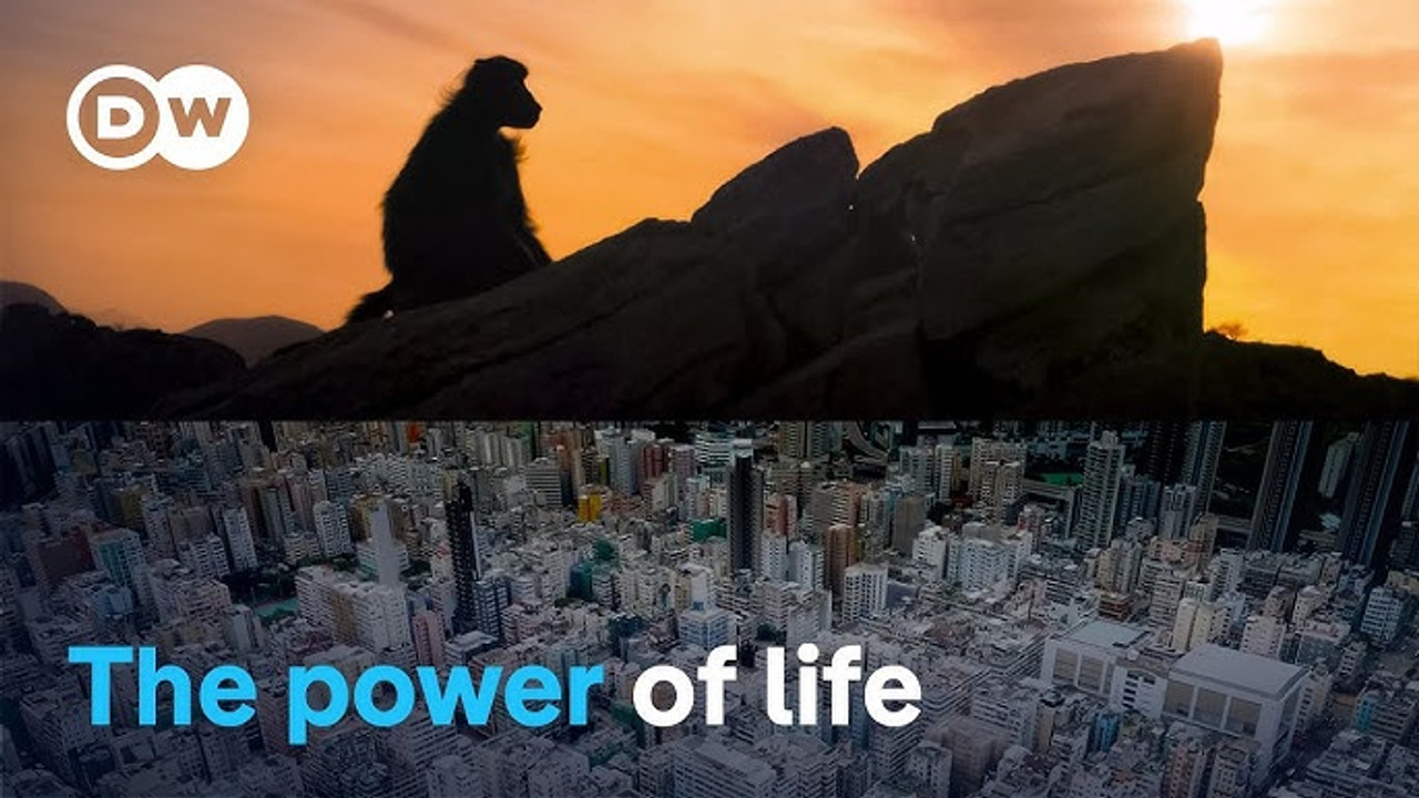 DW Documentary — Épisode 24