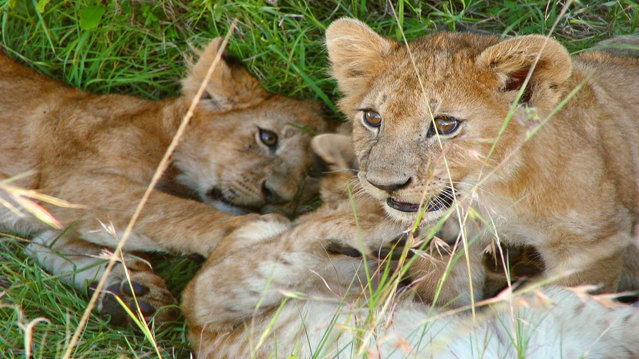 Safari Vet School