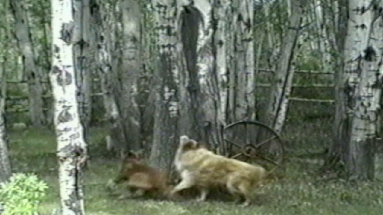 Funniest Pets & People — Épisode 7