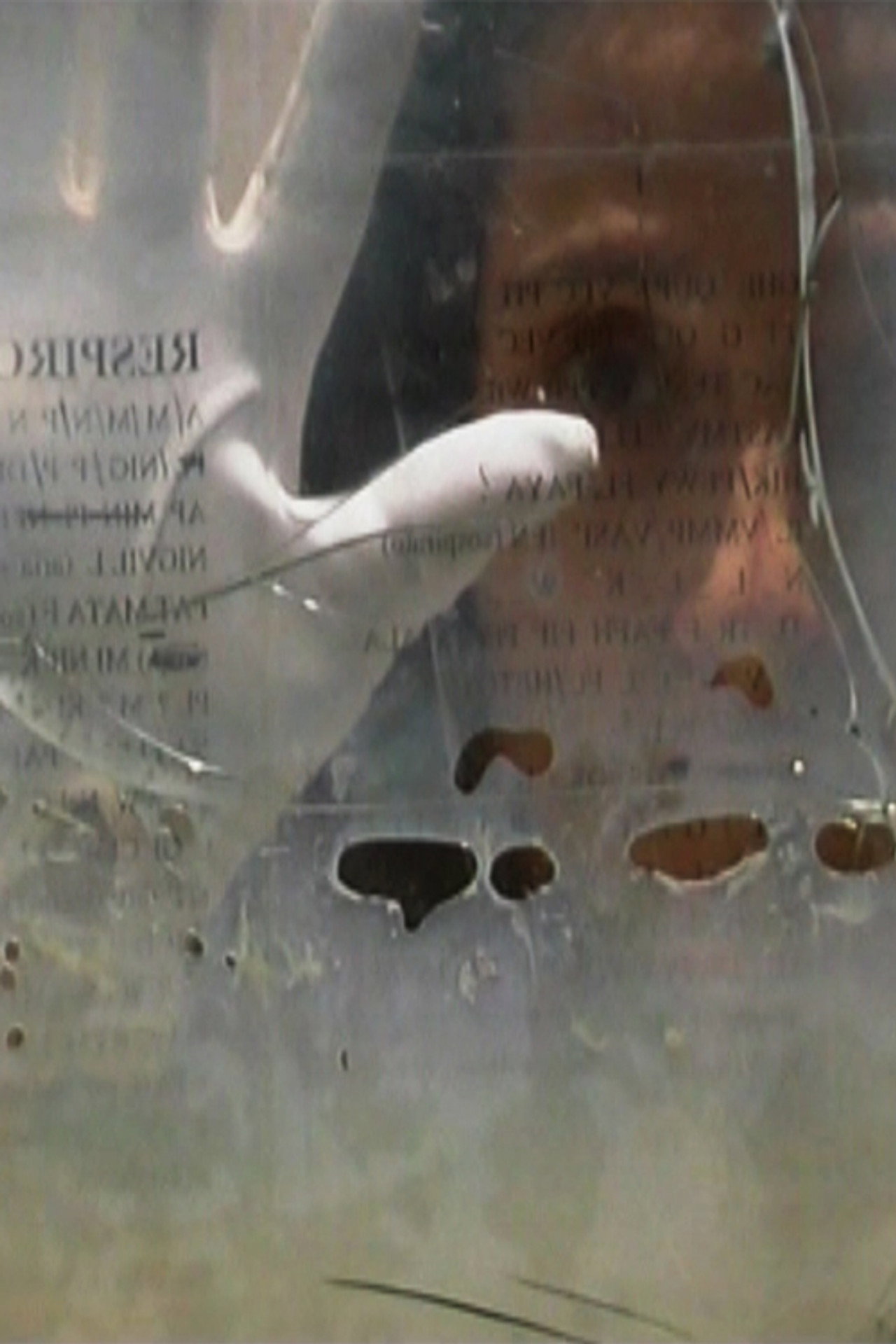 TRAGEDIA ENDOGONIDIA - A.#02 AVIGNON filmaffisch