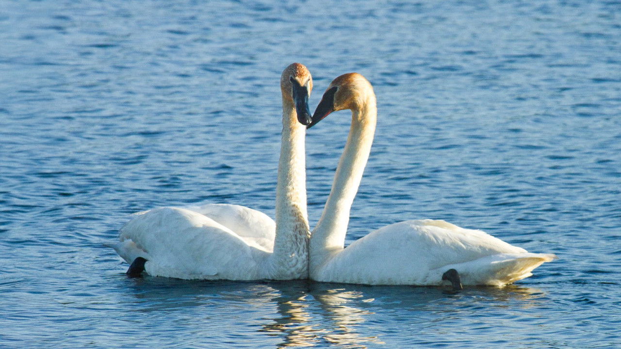 Saving Yellowstone with Dennis Quaid — Épisode 3