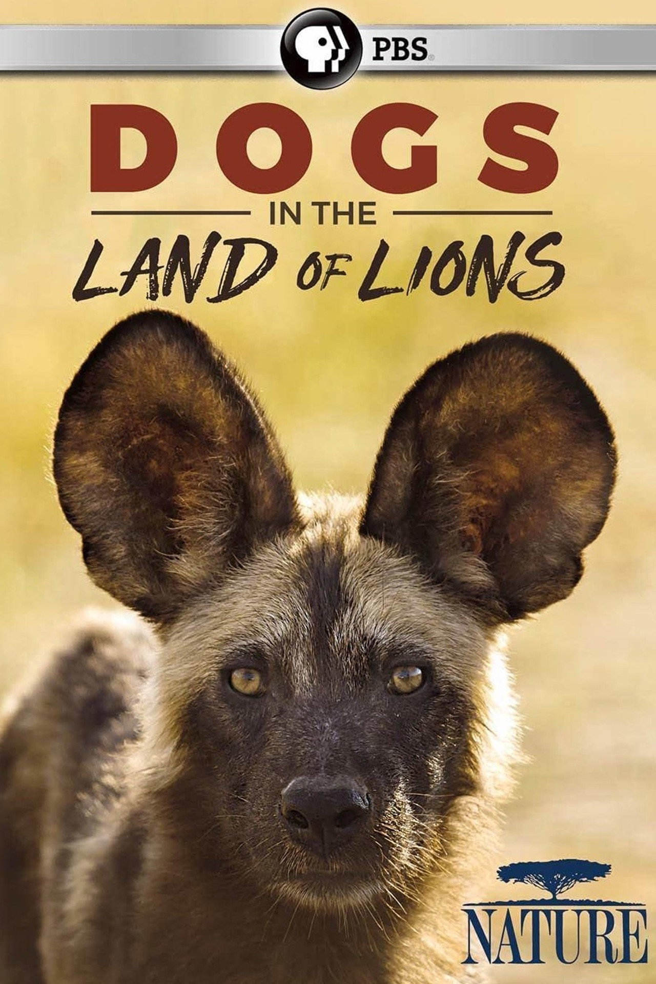 Dogs in the Land of Lions filmaffisch