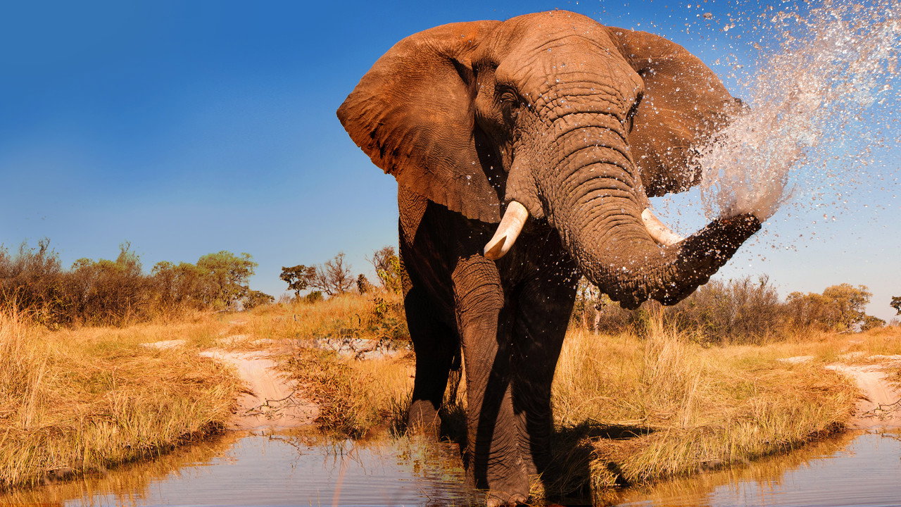 Wild Botswana backdrop