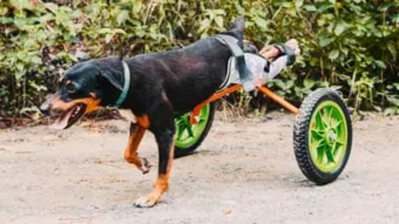 The Wizard of Paws - Season 6 Episode 9 : Miracle in Honduras (Part 1)