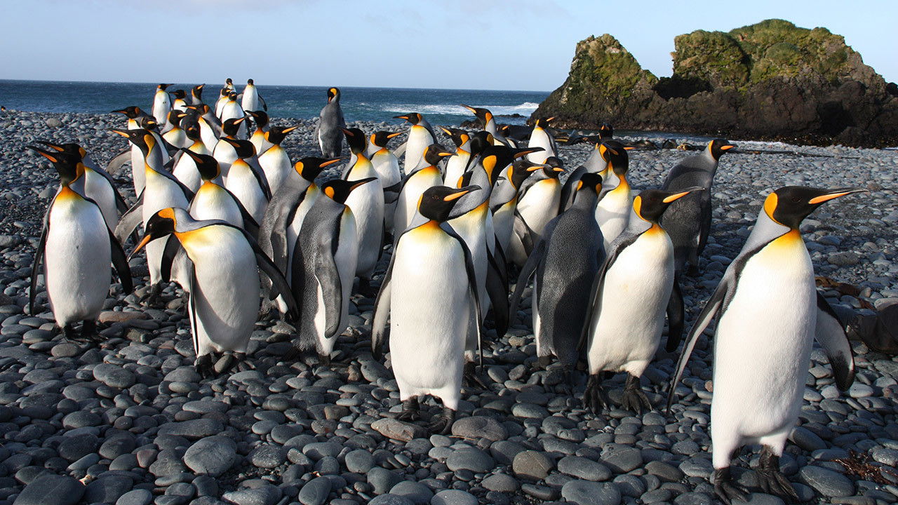 Macquarie Island