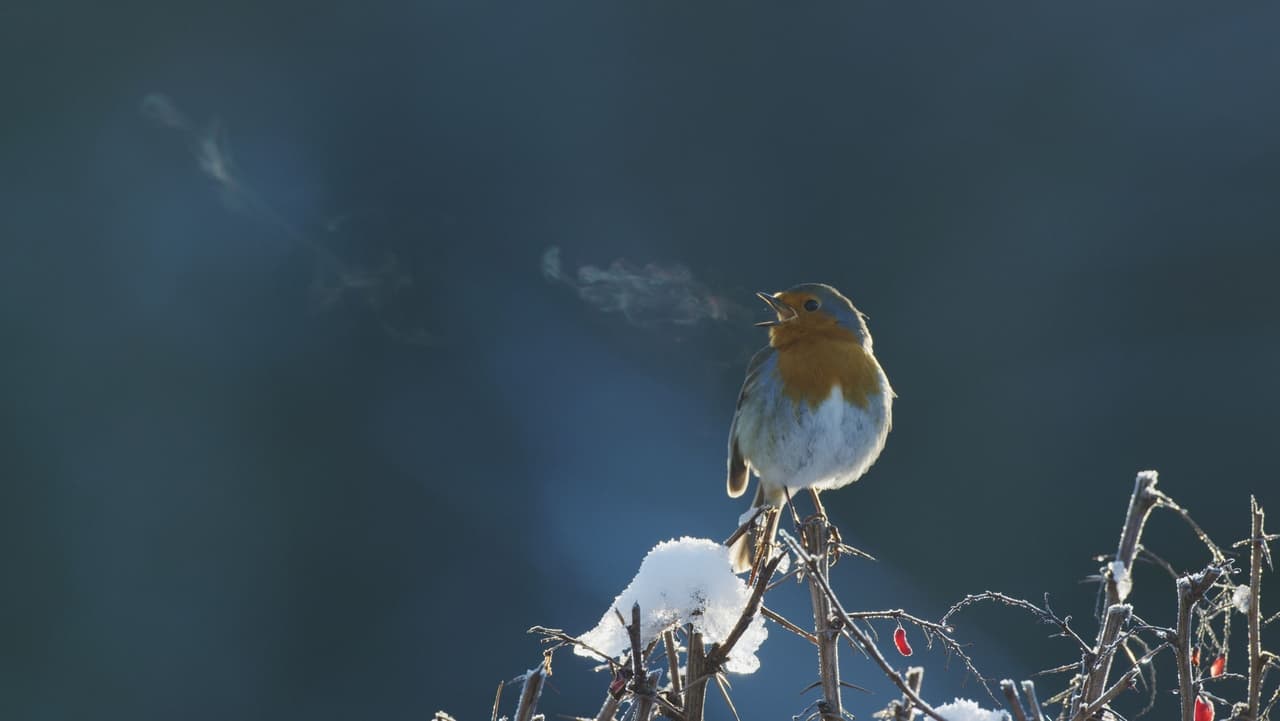 Attenborough's Wonder of Song