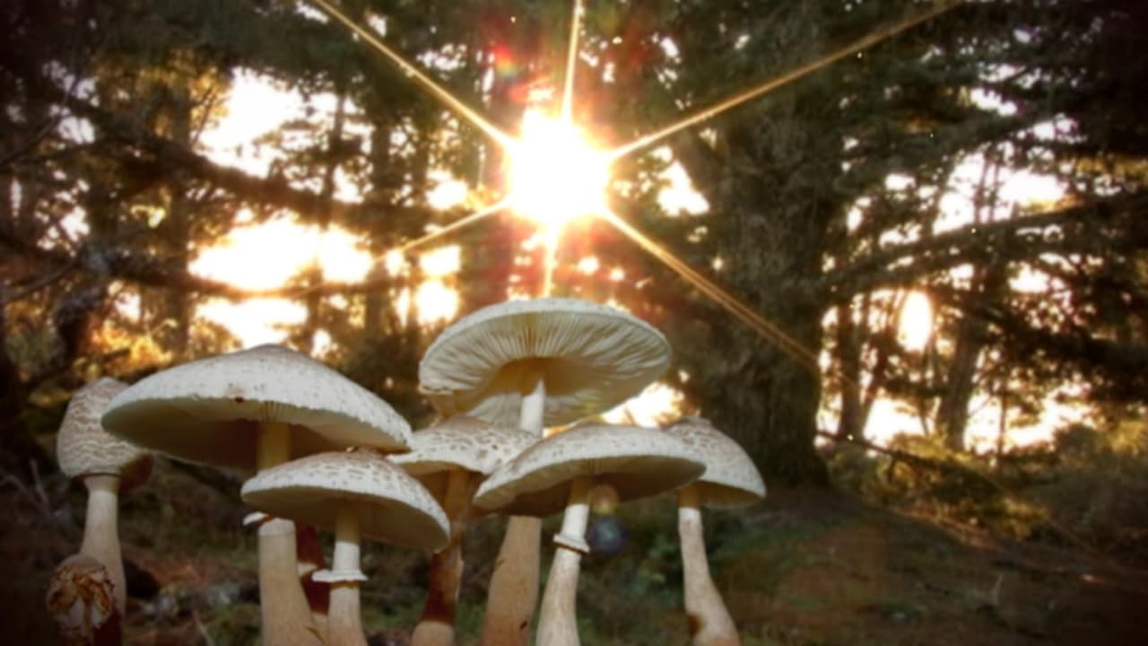 Scen från Know Your Mushrooms