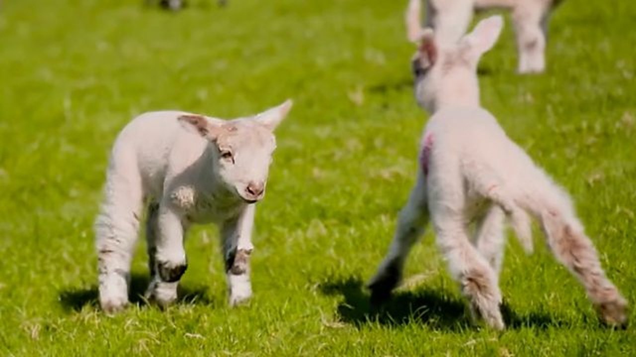 Lambing