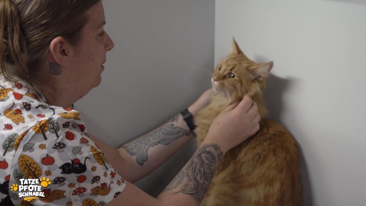 Tatze, Pfote, Schnabel - Season 2 Episode 30 : Episode 30