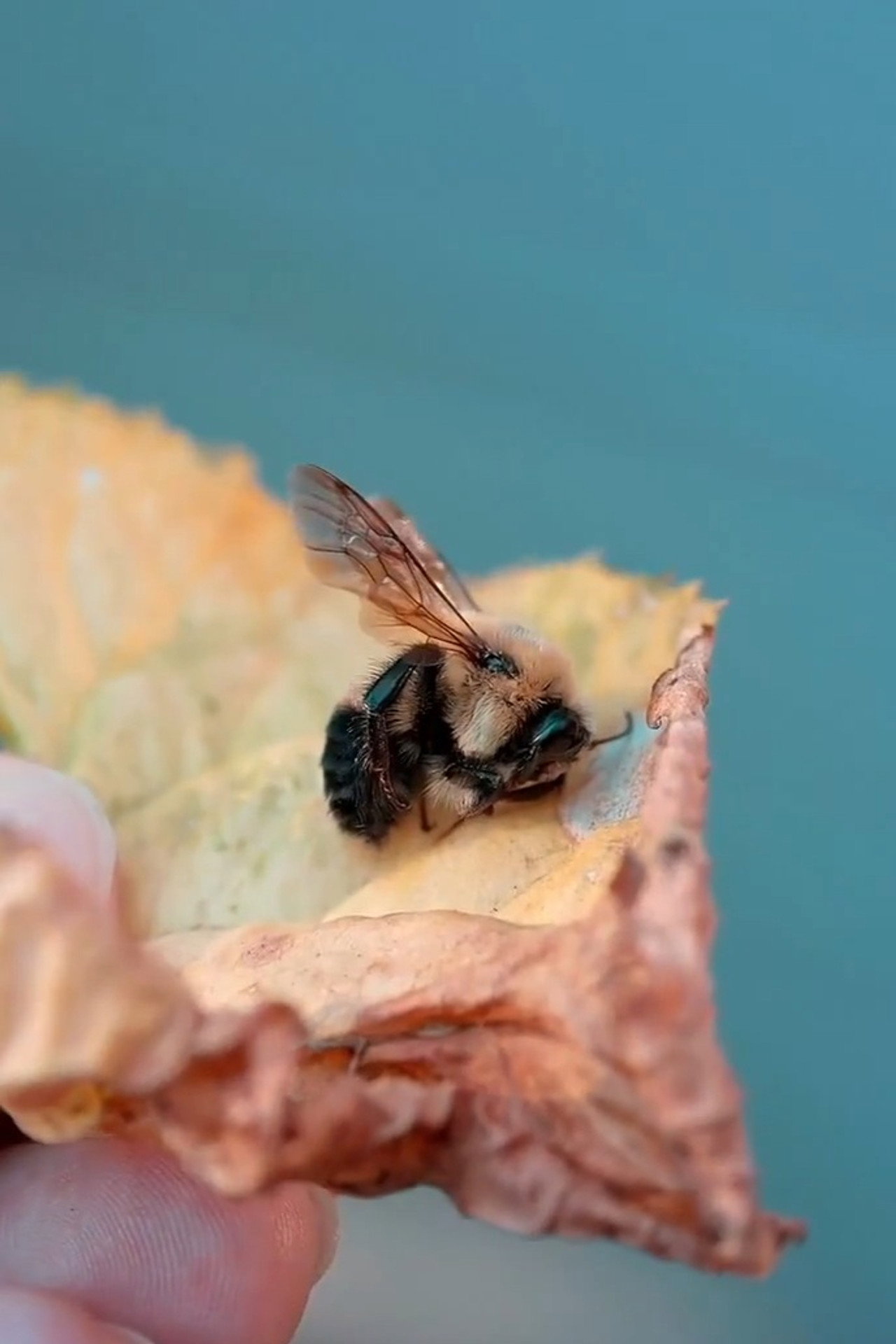 Des abeilles pour demain filmaffisch