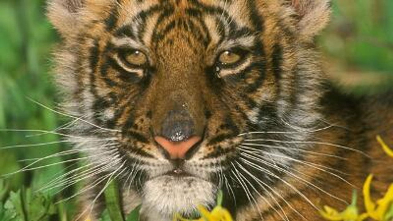 All About Animals — Épisode 23