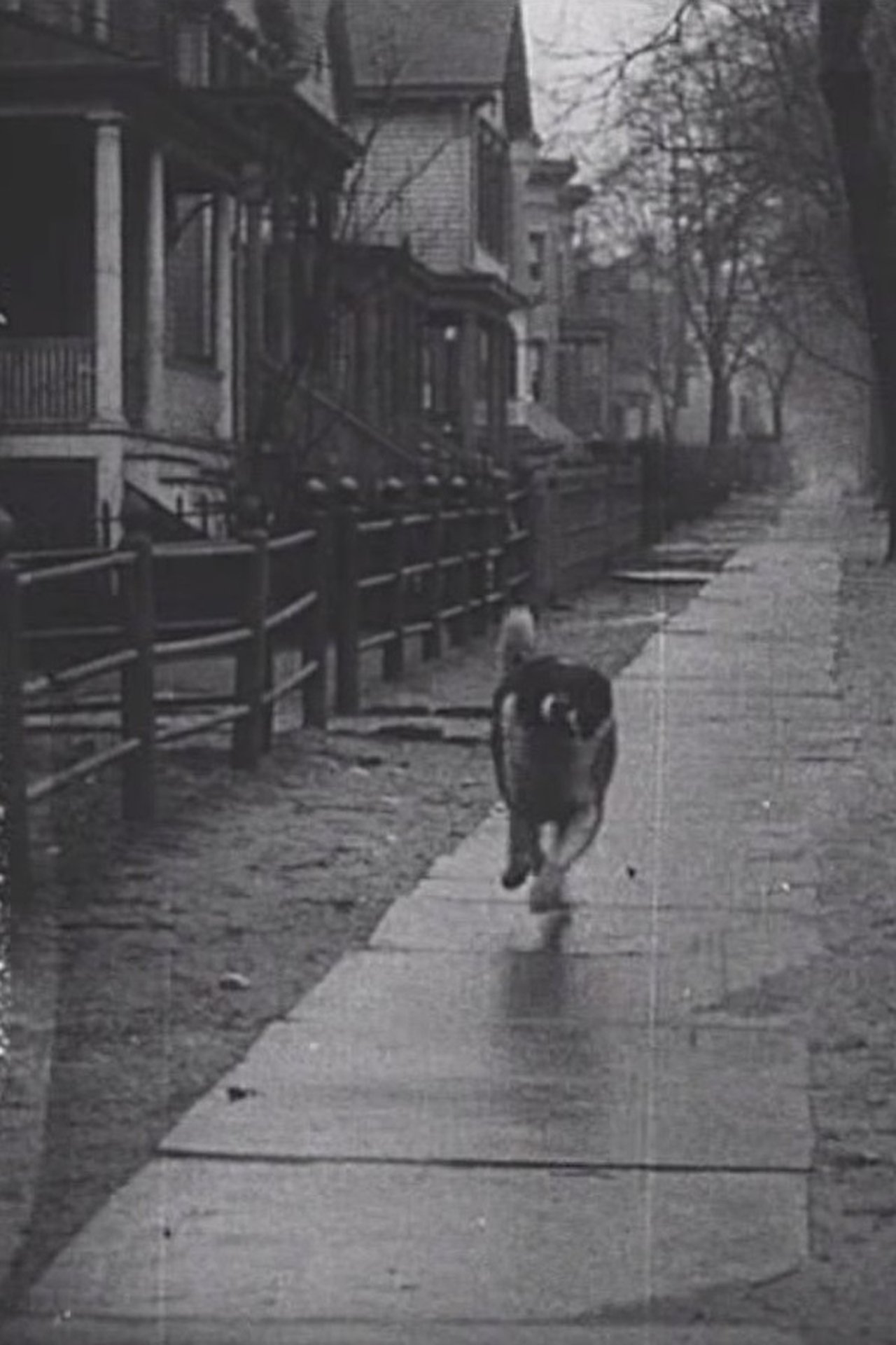 The Detective's Dog The Detective's Dog