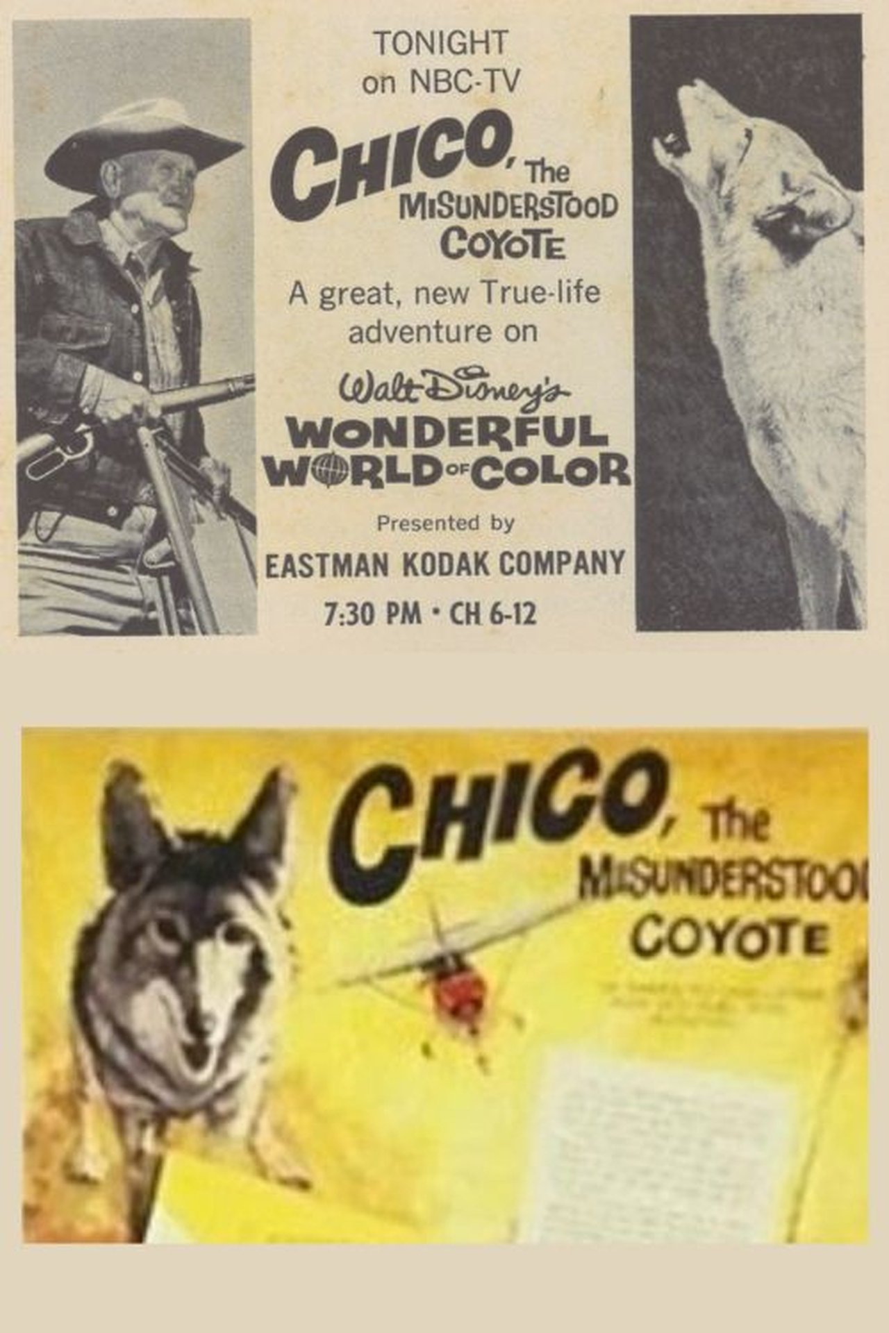 Chico, the Misunderstood Coyote Chico, the Misunderstood Coyote