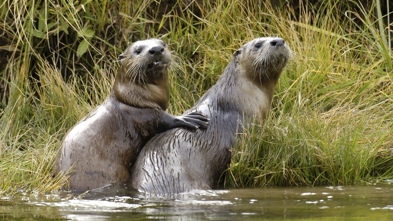 Nature - Season 16 Episode 6 : Yellowstone Otters