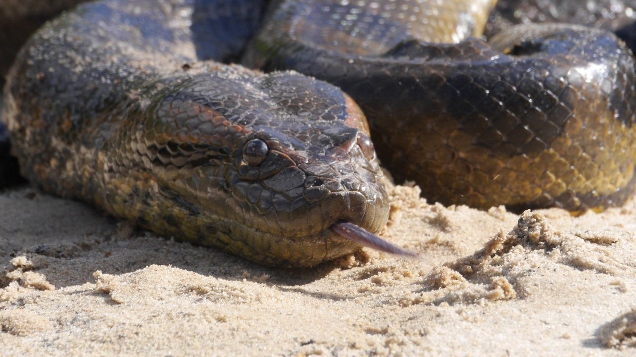 Scen från Anaconda: Silent Killer