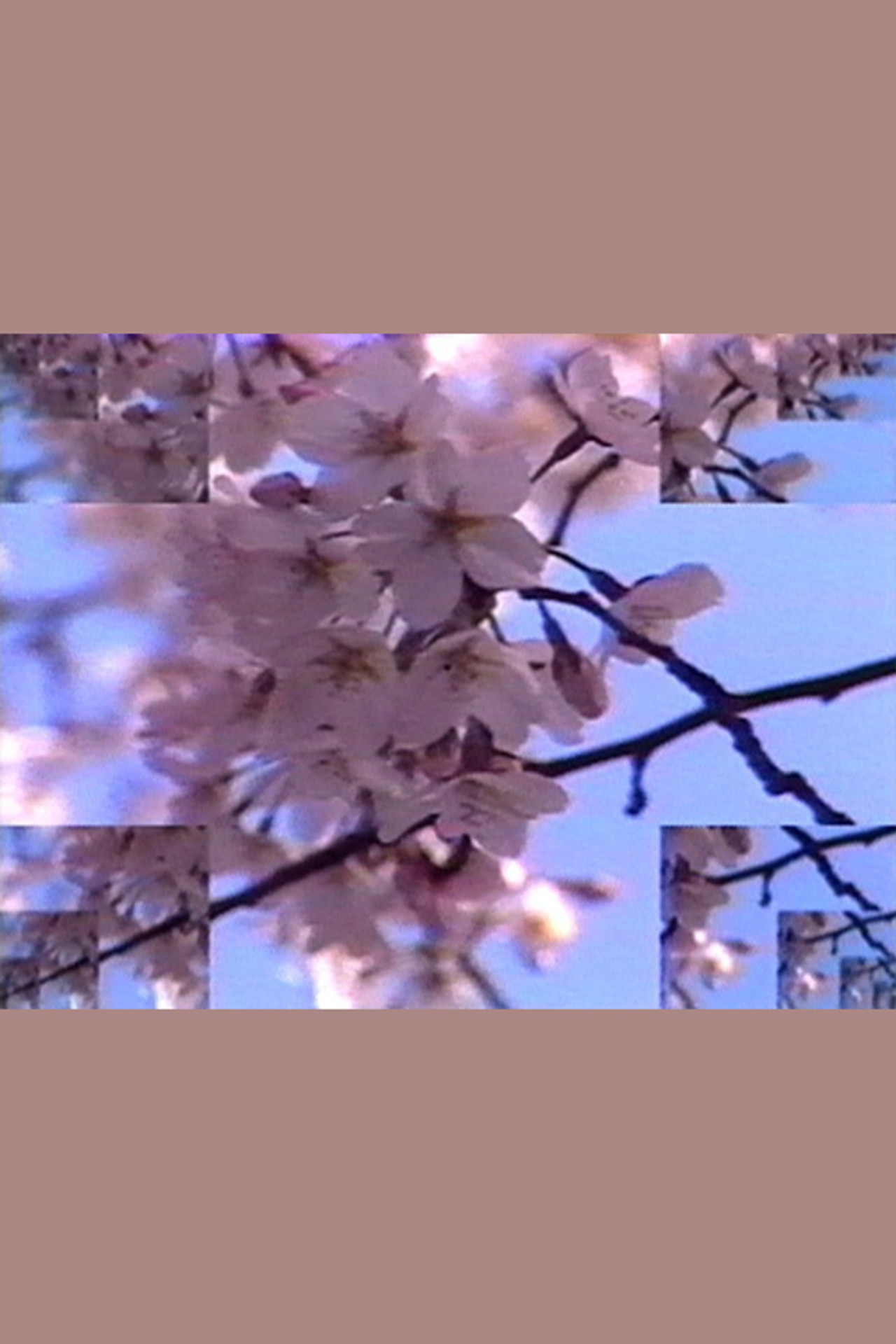 Rock Video: Cherry Blossom filmaffisch