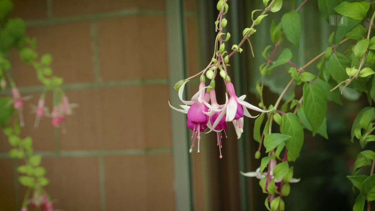 A garden of fuchsias
