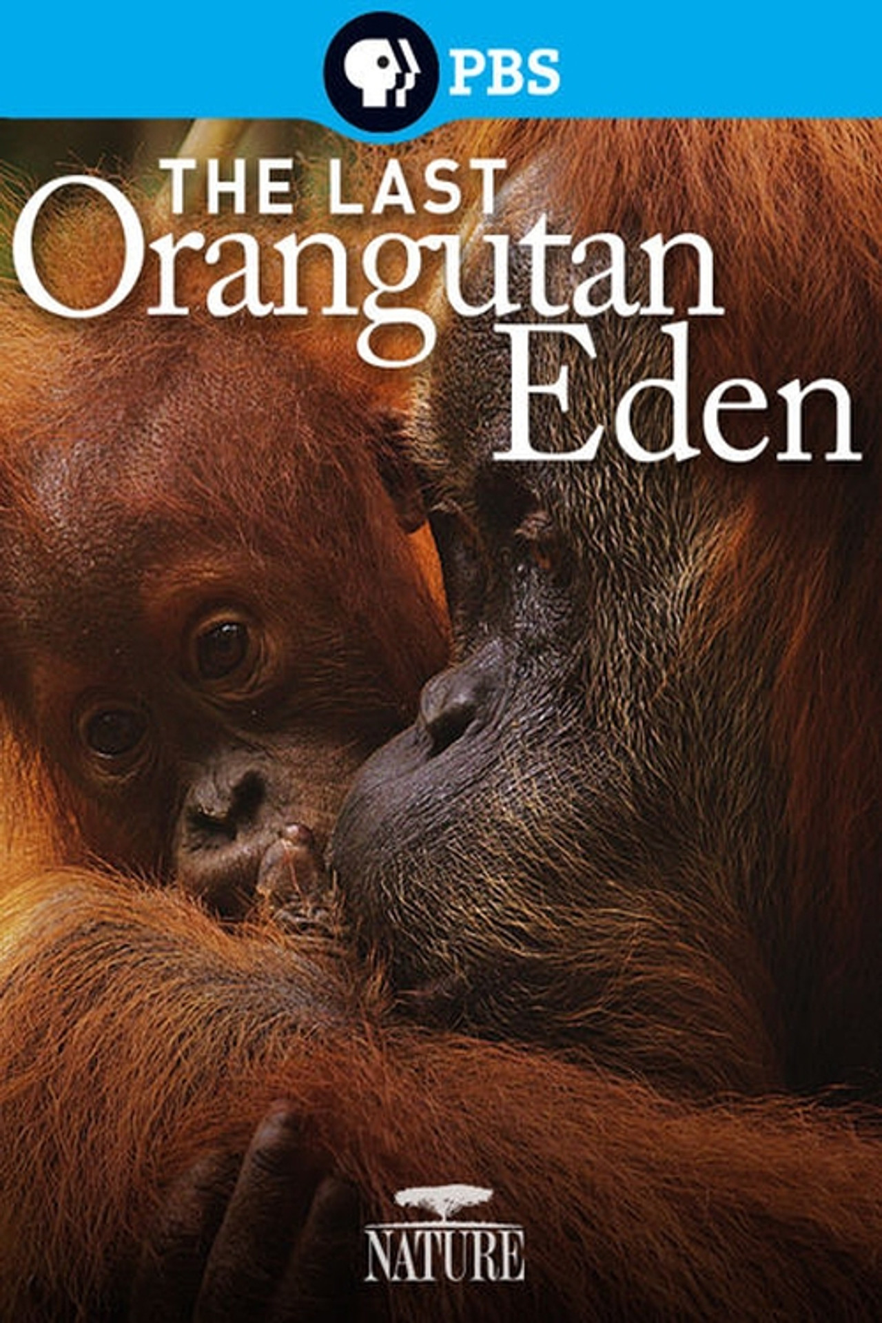 Orangutánok édenkertje – plakát 2