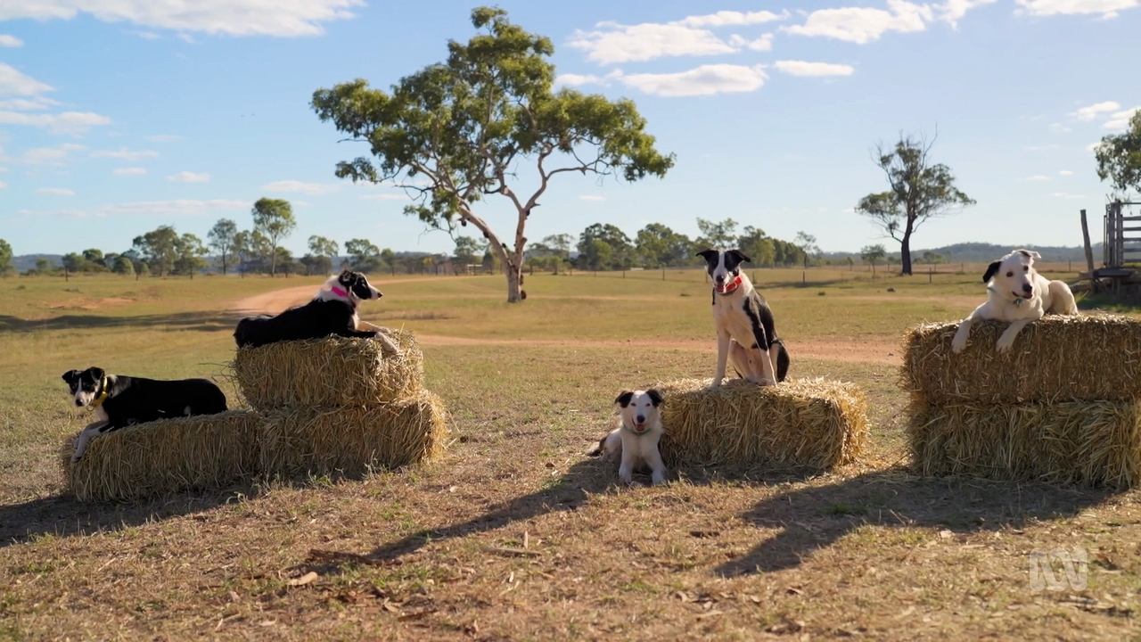 Backdrop for Muster Dogs