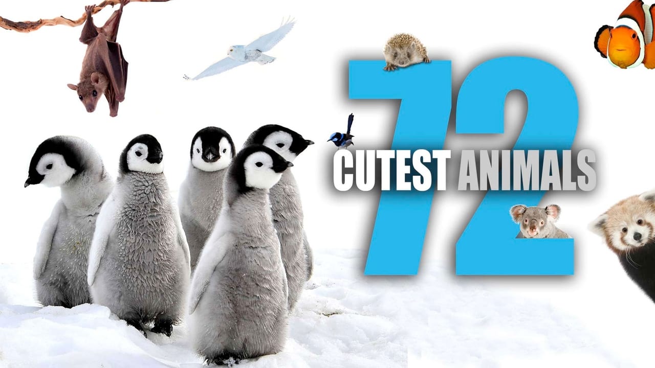 72 Cutest Animals background