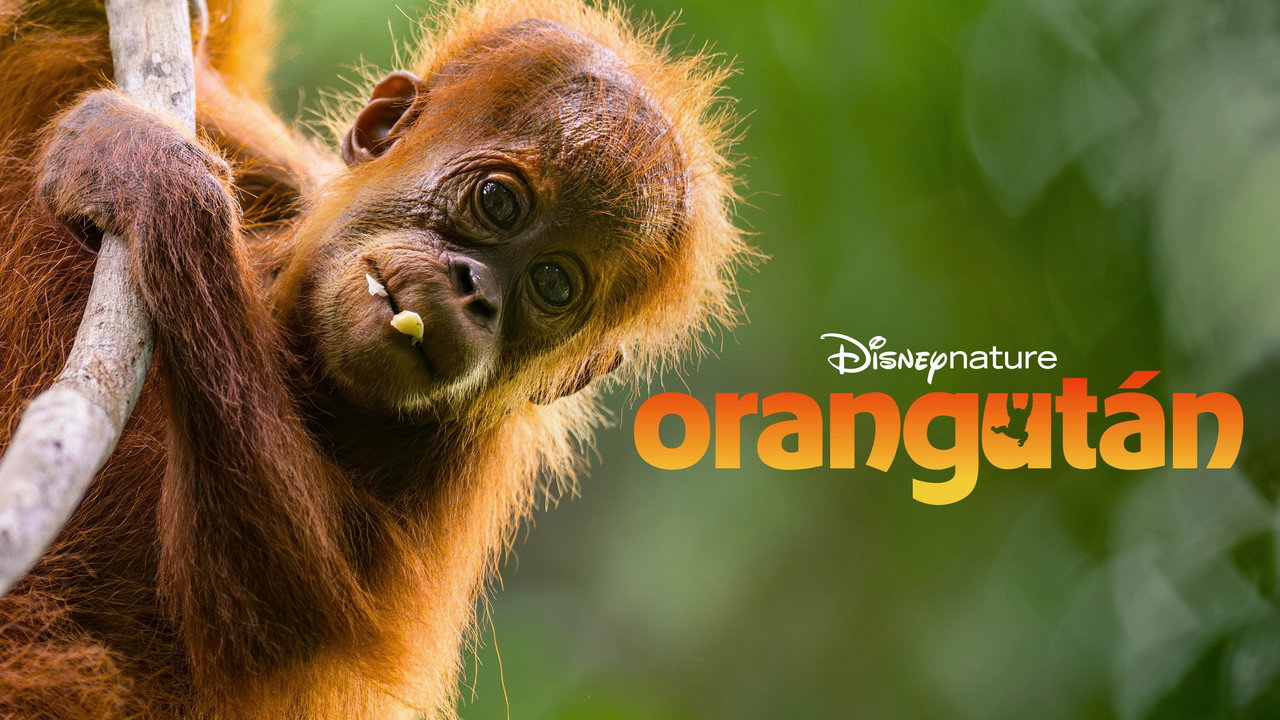 Orangutan backdrop