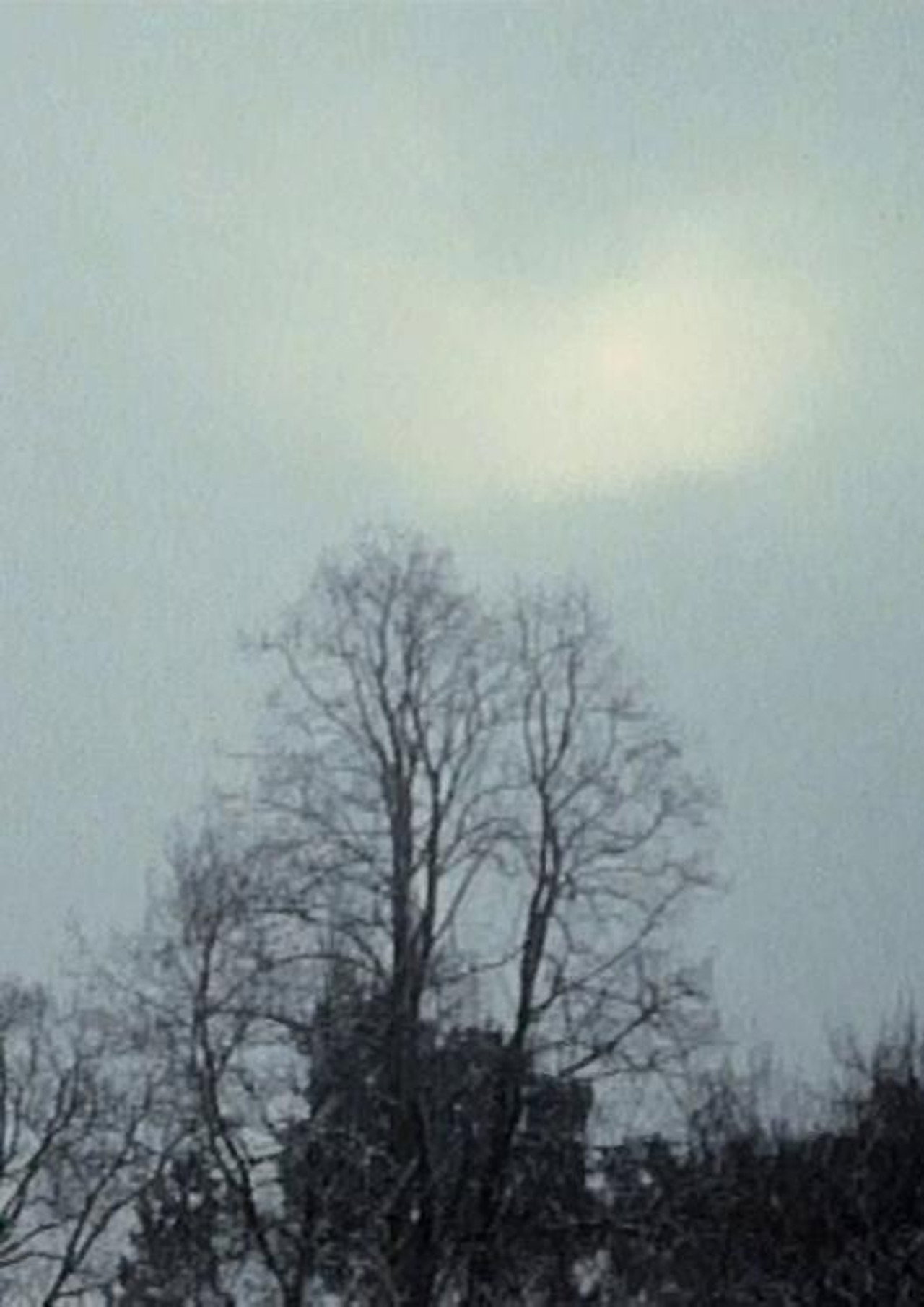 Kopfüber im Geäst filmaffisch