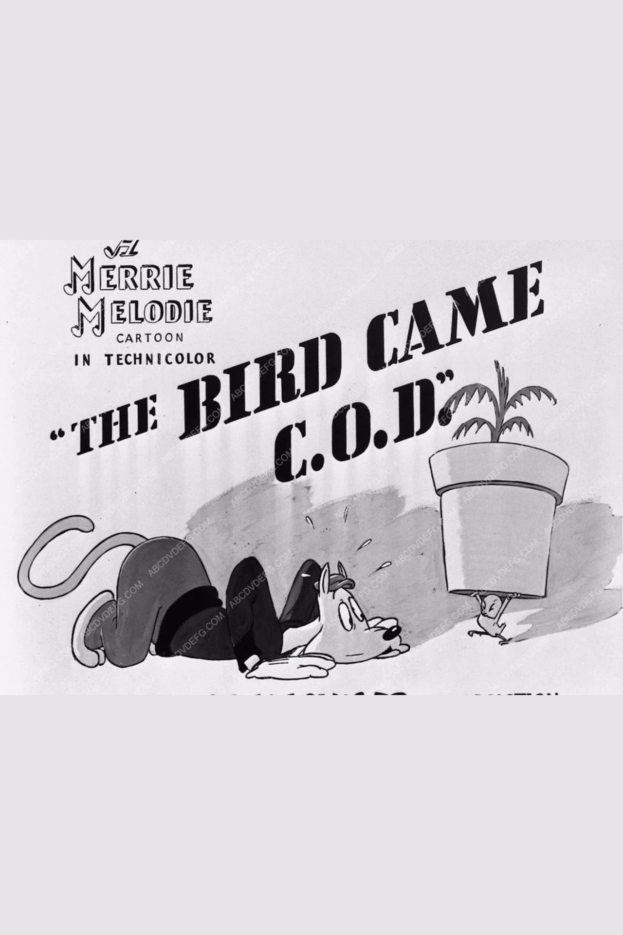 The Bird Came C.O.D.