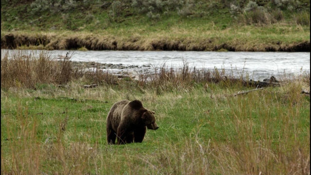 60 Minutes - Season 53 Episode 5 : Treating COVID-19 Today, The Lincoln Project, Grizzlies