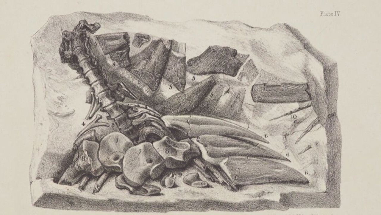 Lost Beasts — Épisode 2