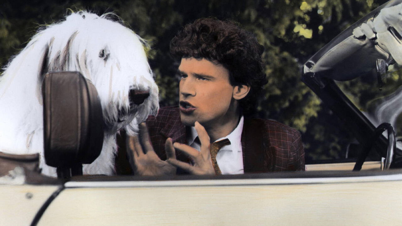 The Return of the Shaggy Dog backdrop