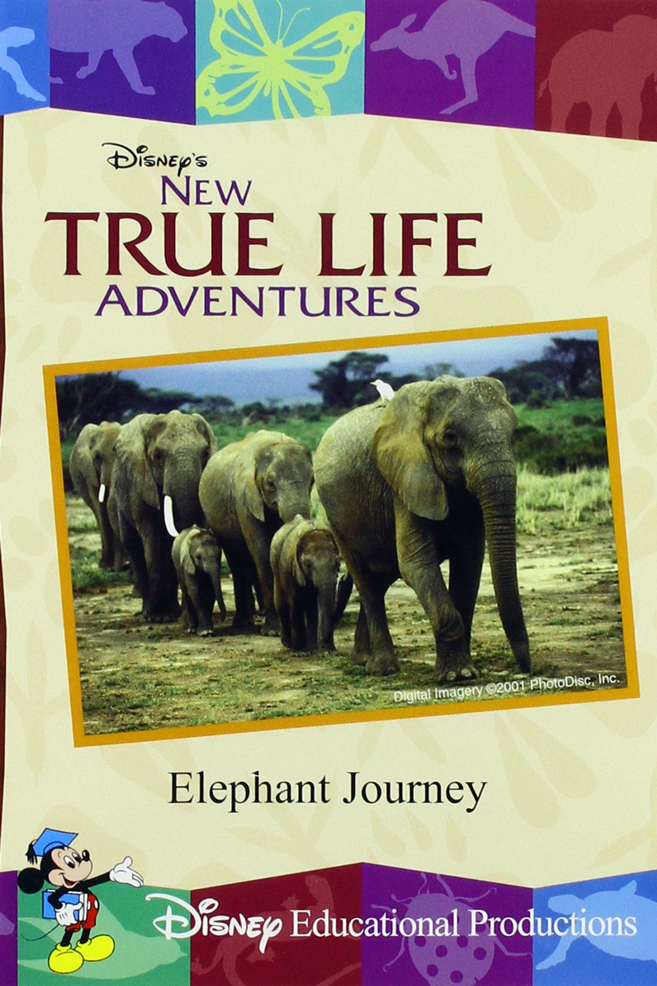 Elephant Journey Backdrop