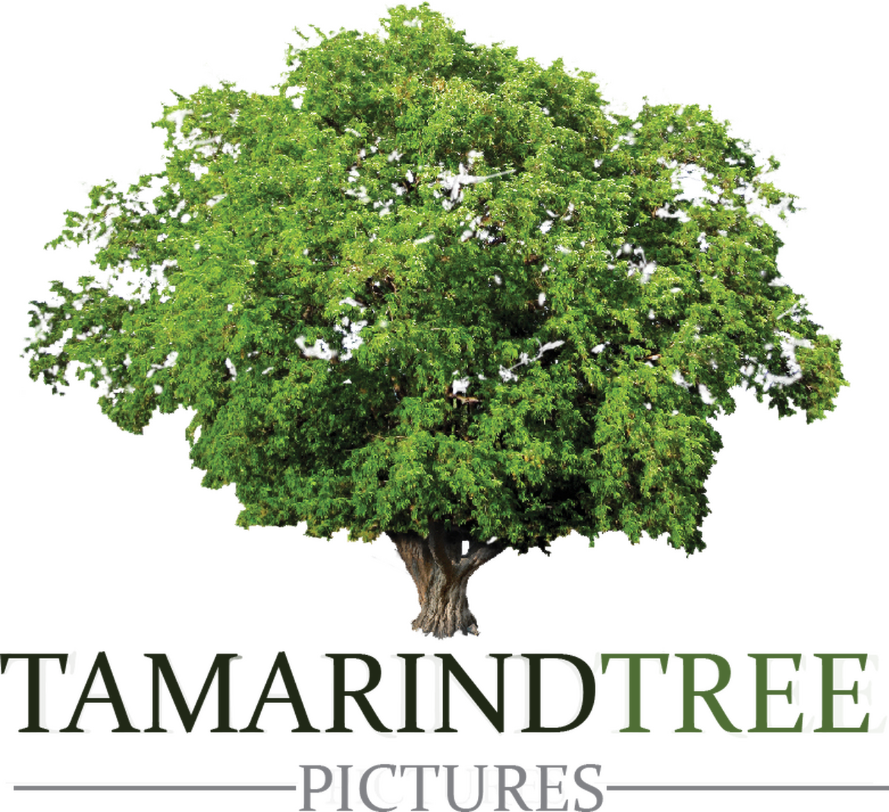 Tamarind Tree Pictures