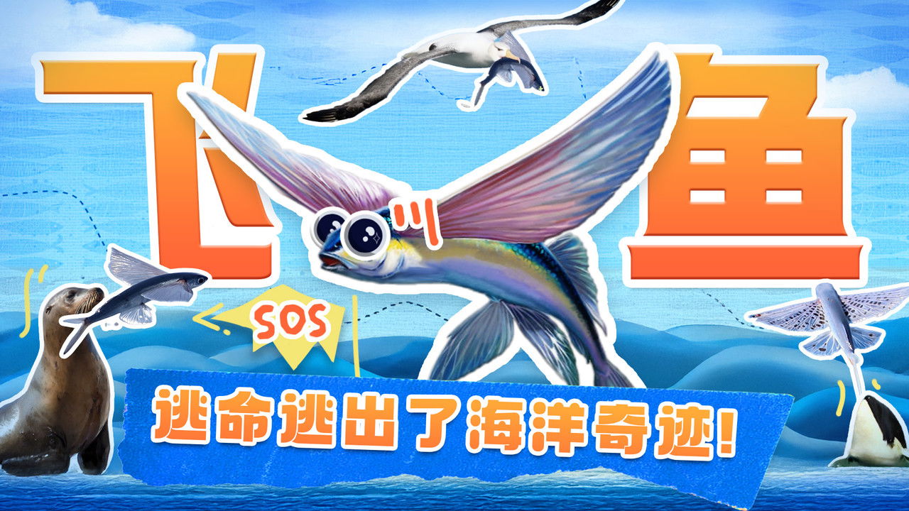 斑马百科探索 — Épisode 21