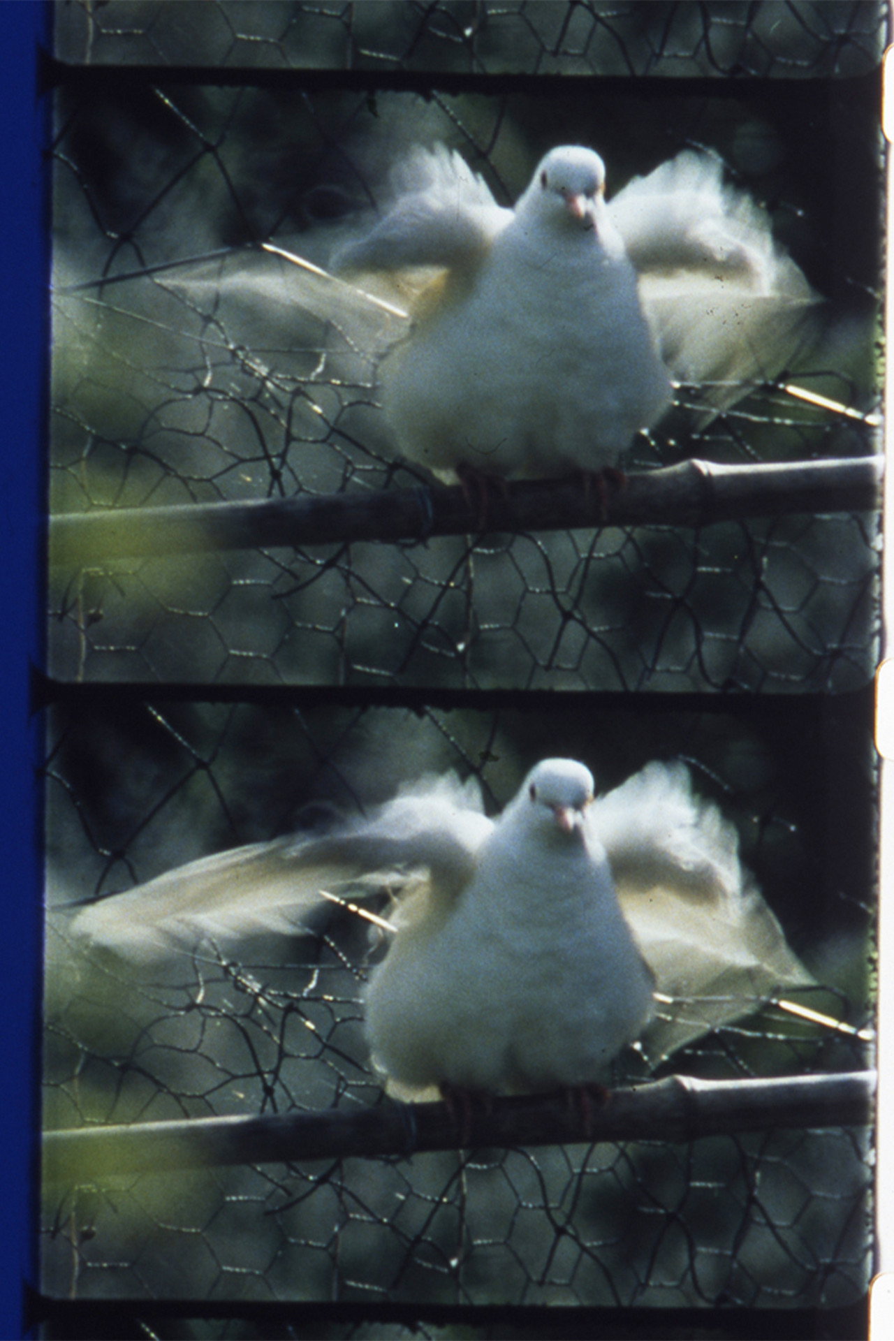 Côté jardin Backdrop
