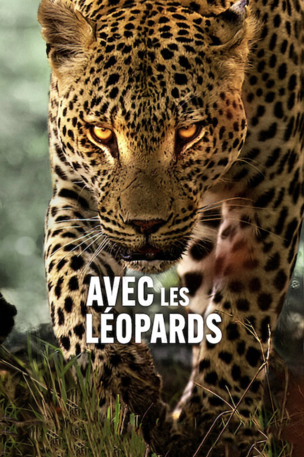 Avec les léopards poster